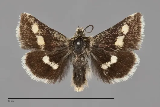 Microhelia angelica