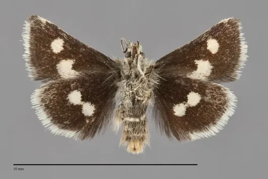 Microhelia angelica