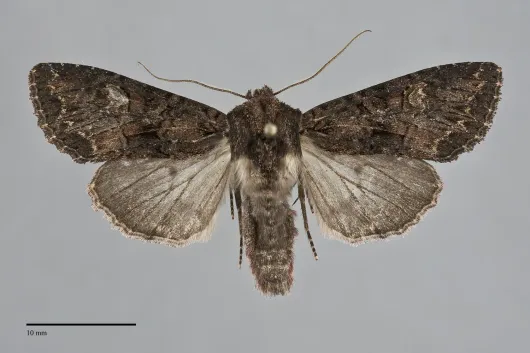 Mniotype ducta