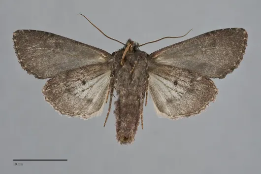 Mniotype ducta