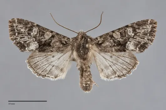 Mniotype pallescens
