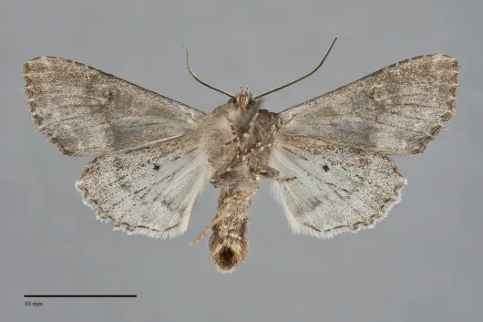 Mniotype pallescens