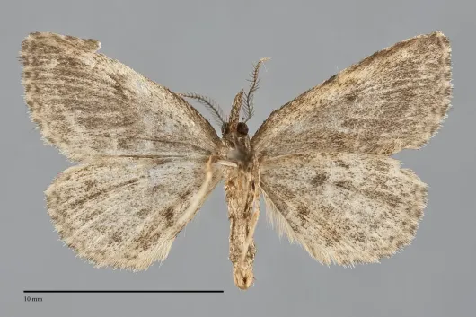 Mycterophora inexplicata
