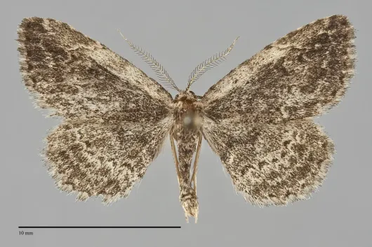 Mycterophora inexplicata