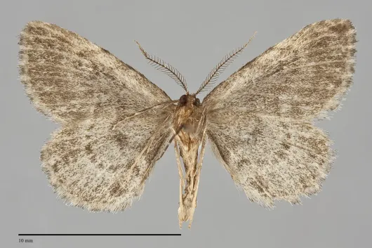 Mycterophora inexplicata