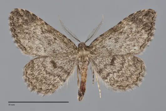 Mycterophora longipalpata