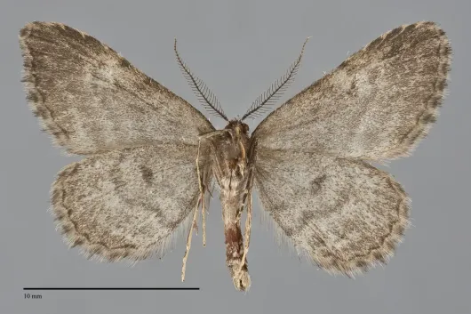Mycterophora longipalpata