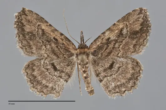 Mycterophora longipalpata