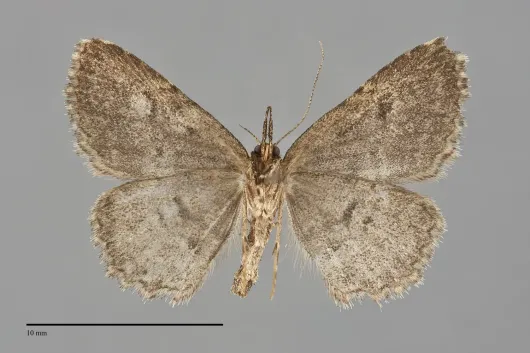 Mycterophora longipalpata