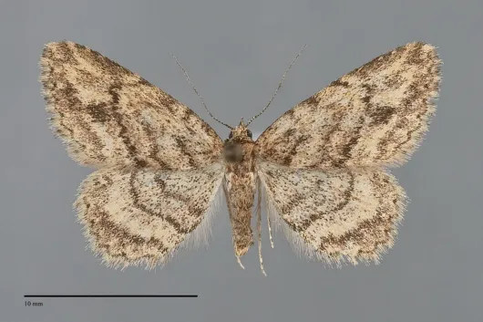 Mycterophora monticola
