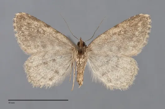 Mycterophora monticola