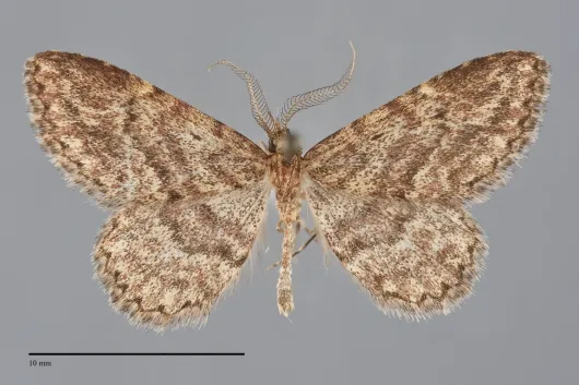 Mycterophora rubricans
