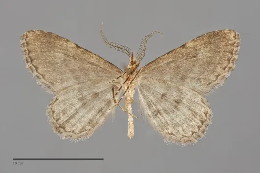 Mycterophora rubricans