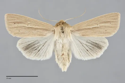 Mythimna oxygala