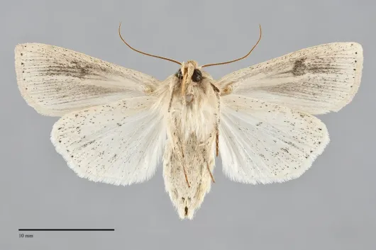 Mythimna oxygala