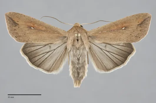 Mythimna unipuncta