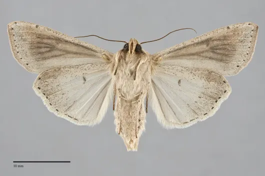 Mythimna unipuncta