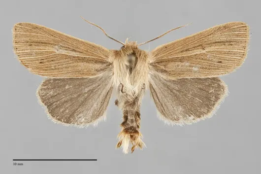 Mythimna yuconensis