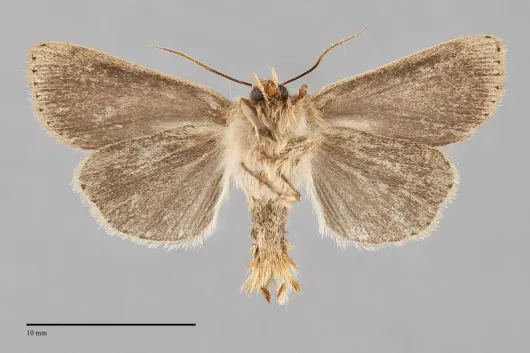 Mythimna yuconensis
