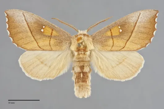 Nadata gibbosa