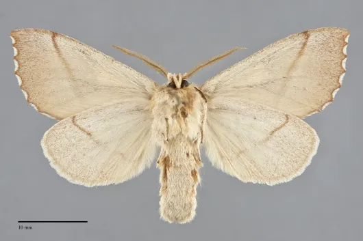 Nadata gibbosa