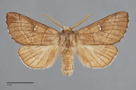 Nadata oregonensis