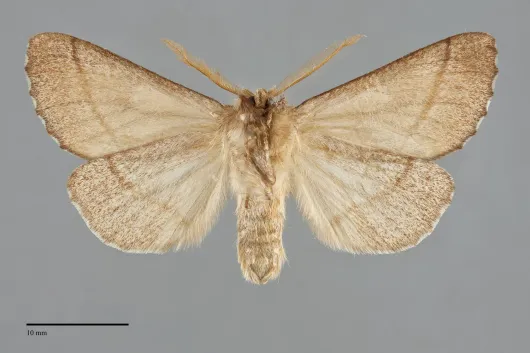 Nadata oregonensis