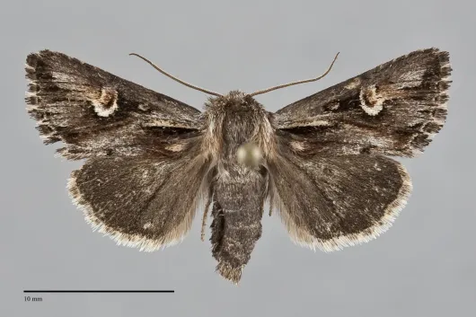 Nedra hoeffleri