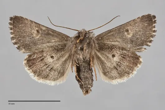 Nedra hoeffleri