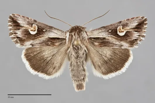 Nedra stewarti