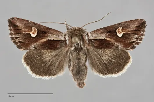 Nedra stewarti