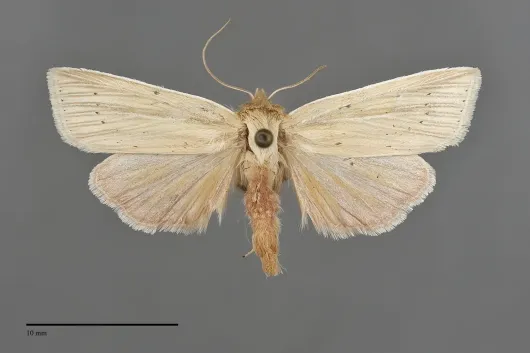 Neleucania praegracilis