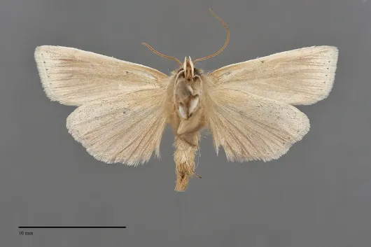 Neleucania praegracilis