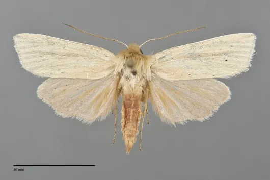 Neleucania praegracilis