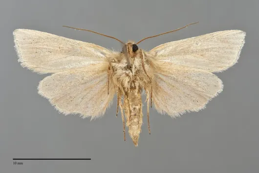 Neleucania praegracilis