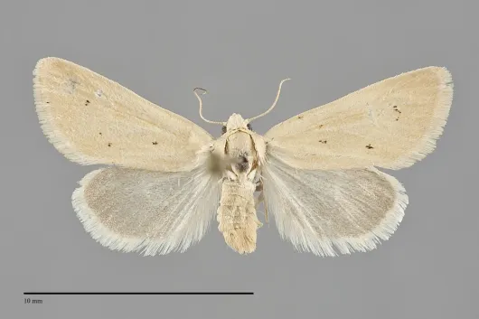 Neogrotella spaldingi