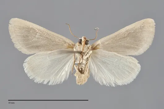 Neogrotella spaldingi