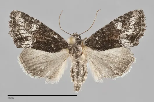 Neoligia albirena