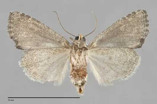 Neoligia albirena