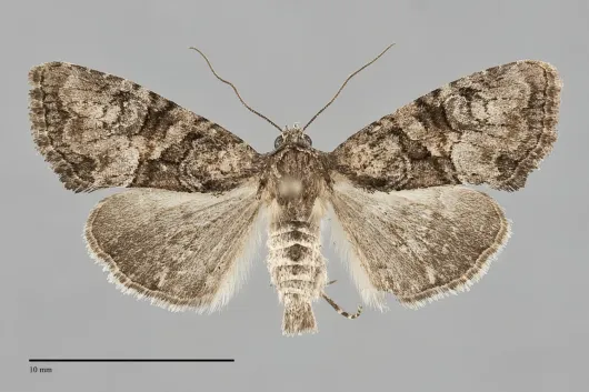 Neoligia invenusta