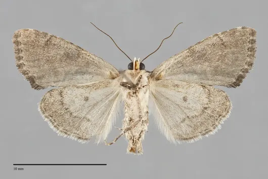 Neoligia invenusta
