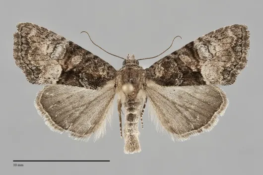 Neoligia invenusta