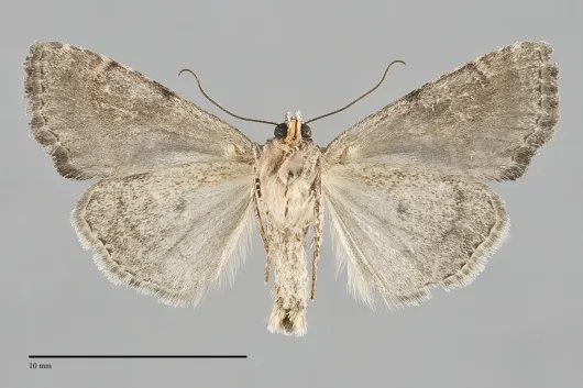 Neoligia invenusta