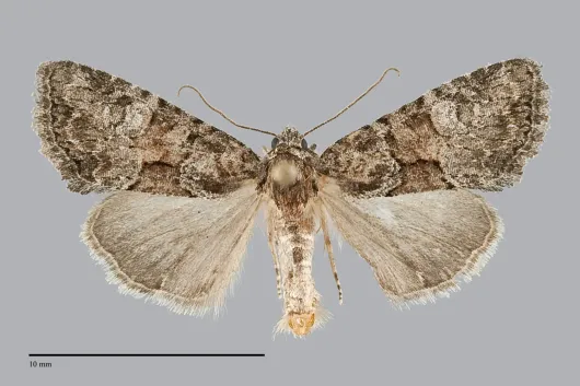 Neoligia lancea