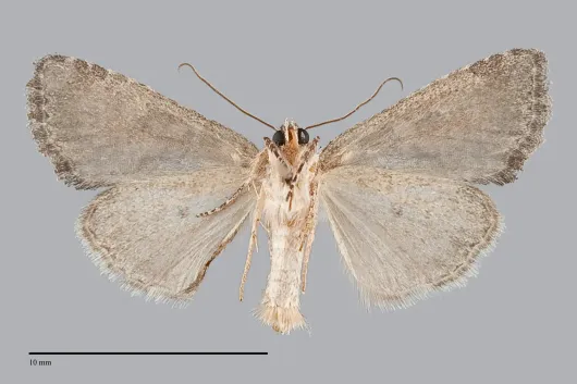 Neoligia lancea