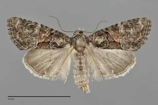 Neoligia lancea