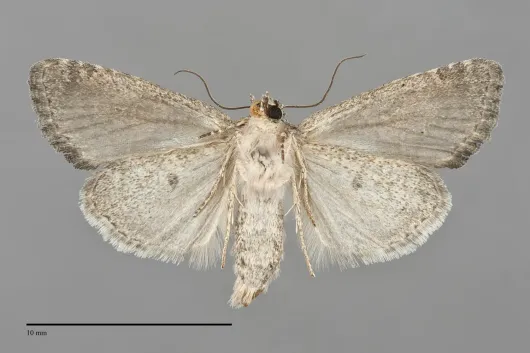 Neoligia lancea