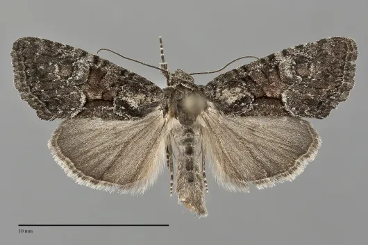 Neoligia lancea