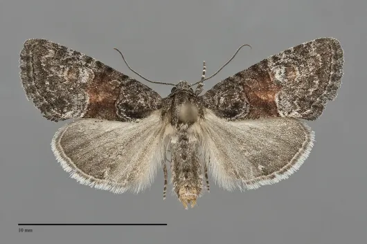 Neoligia lillooet