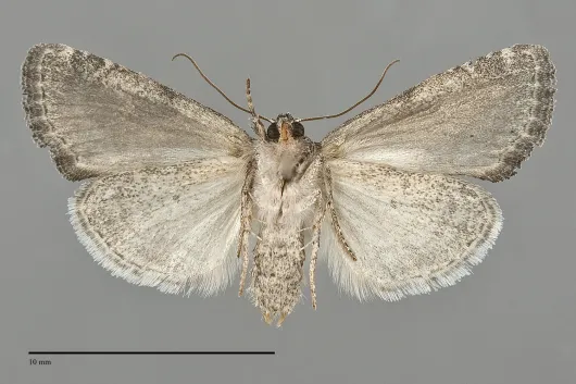 Neoligia lillooet